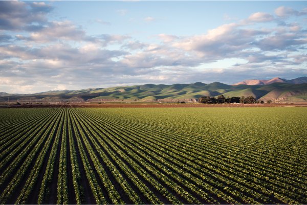 Agricultural field
